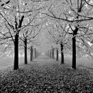 autumn in the Venetian countyside B&W